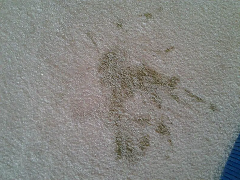 Carpet Cleaning